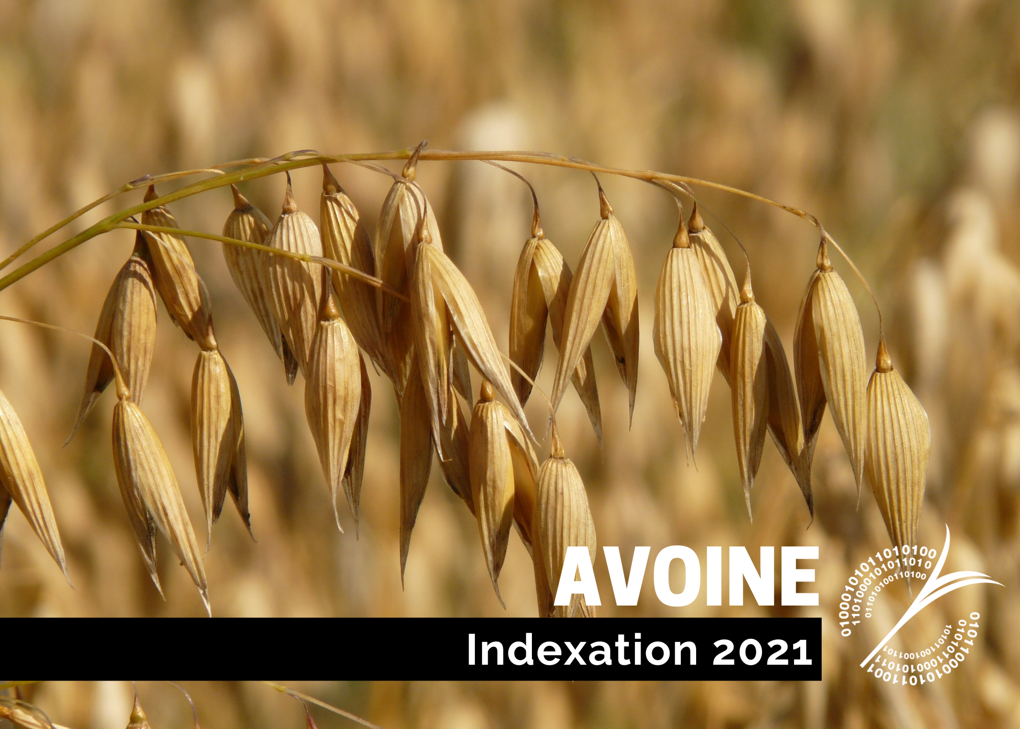 Études de coûts de production : Indexation 2021 - Avoine